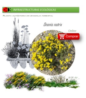 ONONIS NATRIX pegamoscas BF X 40 Ud