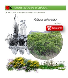 Paliurus spina-christi BF X 40 Ud