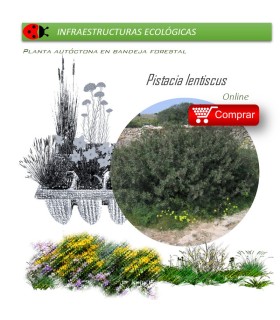 PISTACEA LENTISCUS lentisco BF X 54 Ud