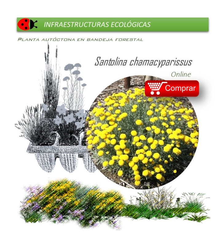 SANTOLINA CHAMAECYPARISSUS santolina BF x 45 Ud