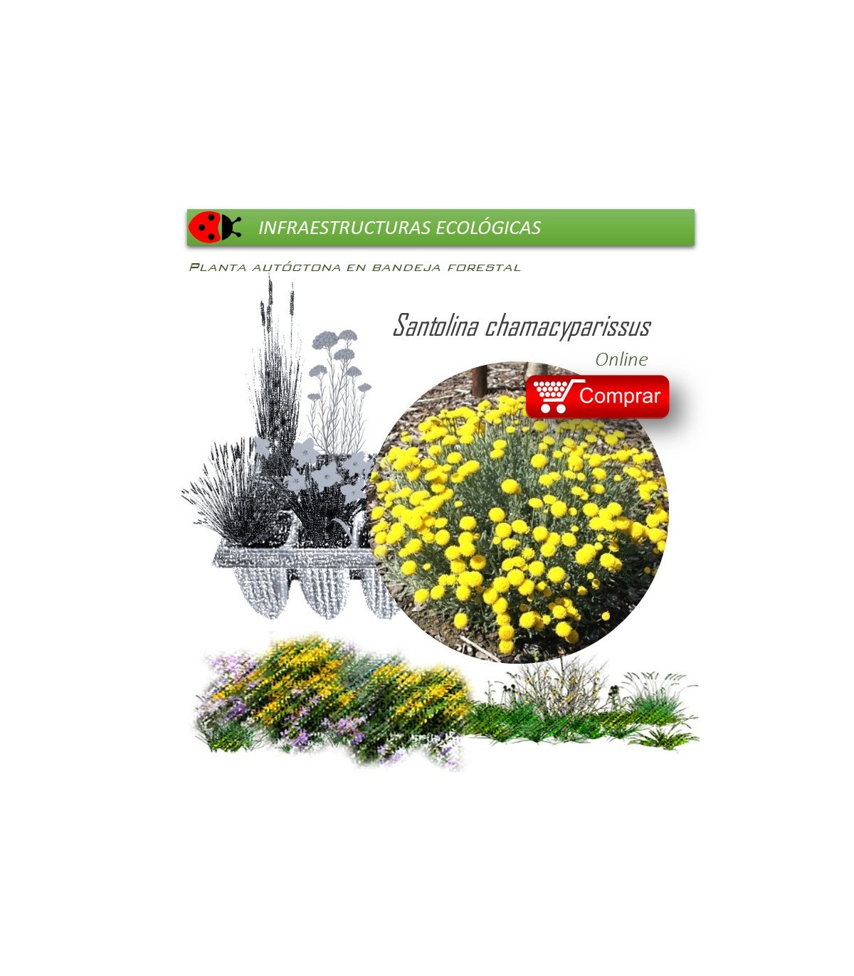 SANTOLINA CHAMAECYPARISSUS santolina BF x 45 Ud