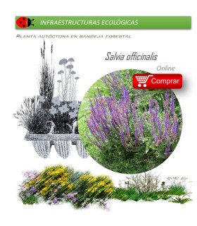 SALVIA OFFICINALIS BF x 45 Ud