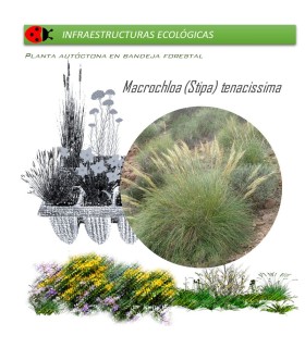 STIPA TENACISSIMA esparto BF X 54 Ud