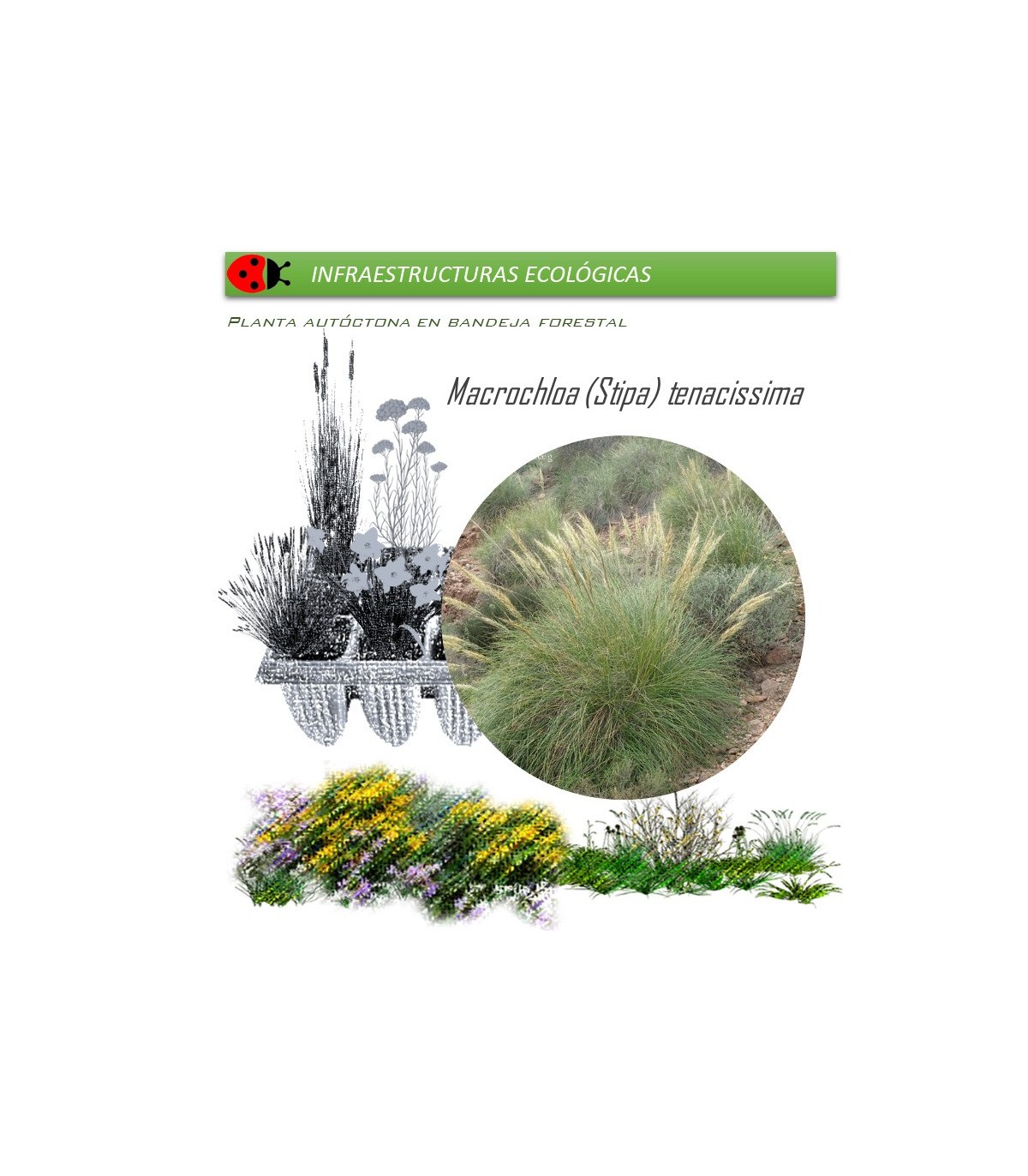 STIPA TENACISSIMA esparto BF X 54 Ud