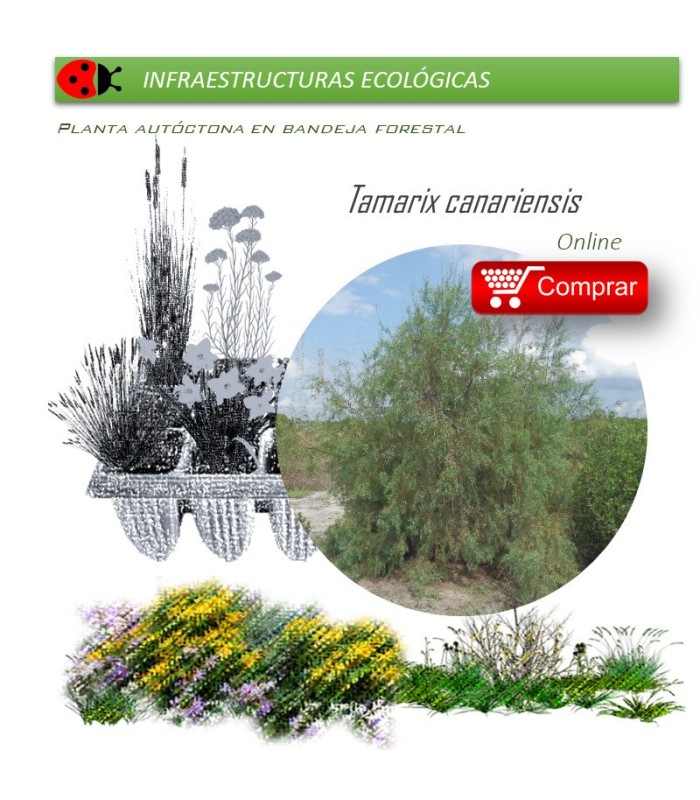 TAMARIX CANARIENSIS taray BF X 40 Ud