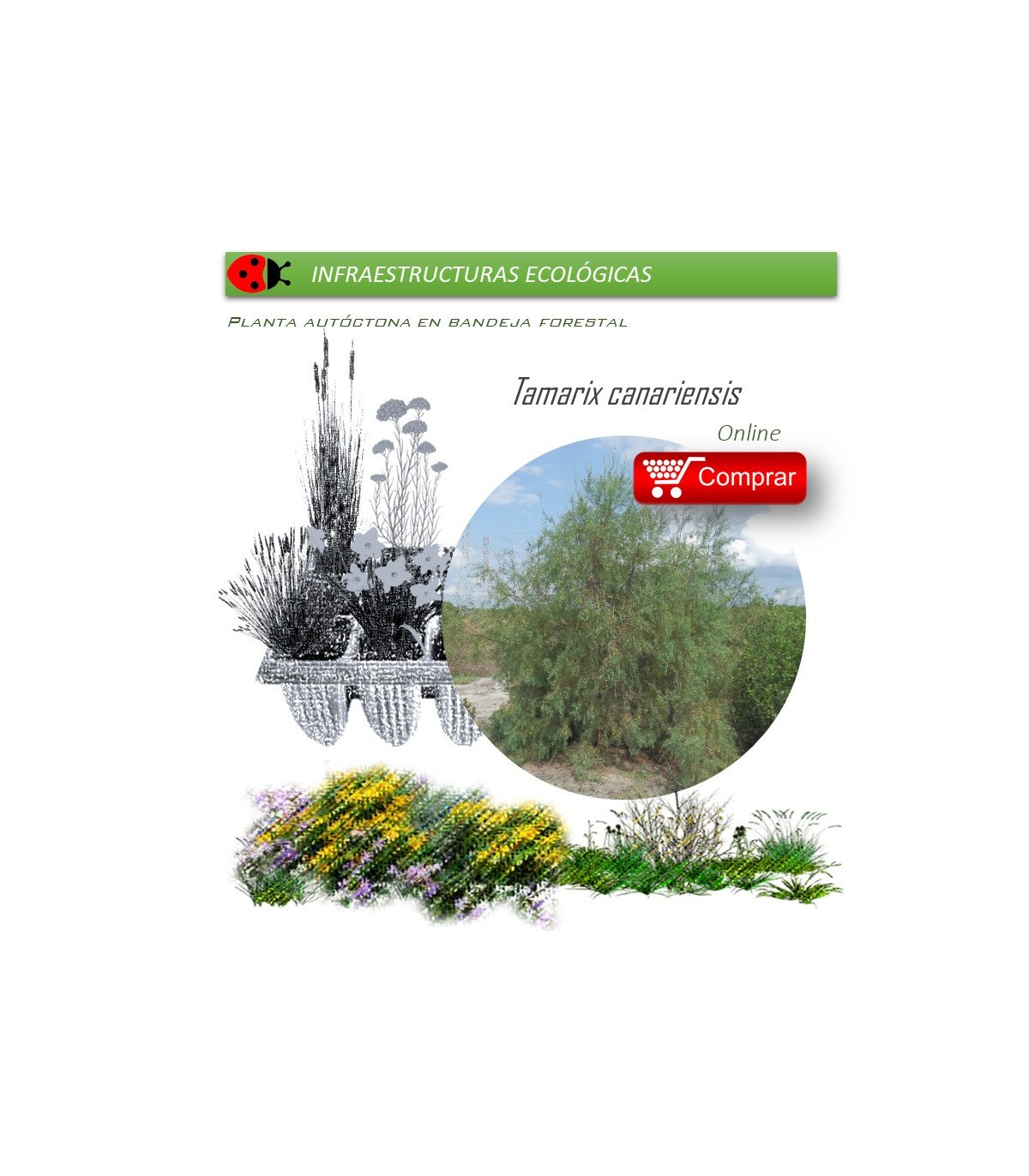 TAMARIX CANARIENSIS taray BF X 40 Ud