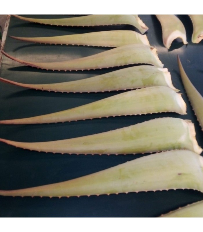 ALOE VERA BARBADENSIS hoja fresca caja 16 ud