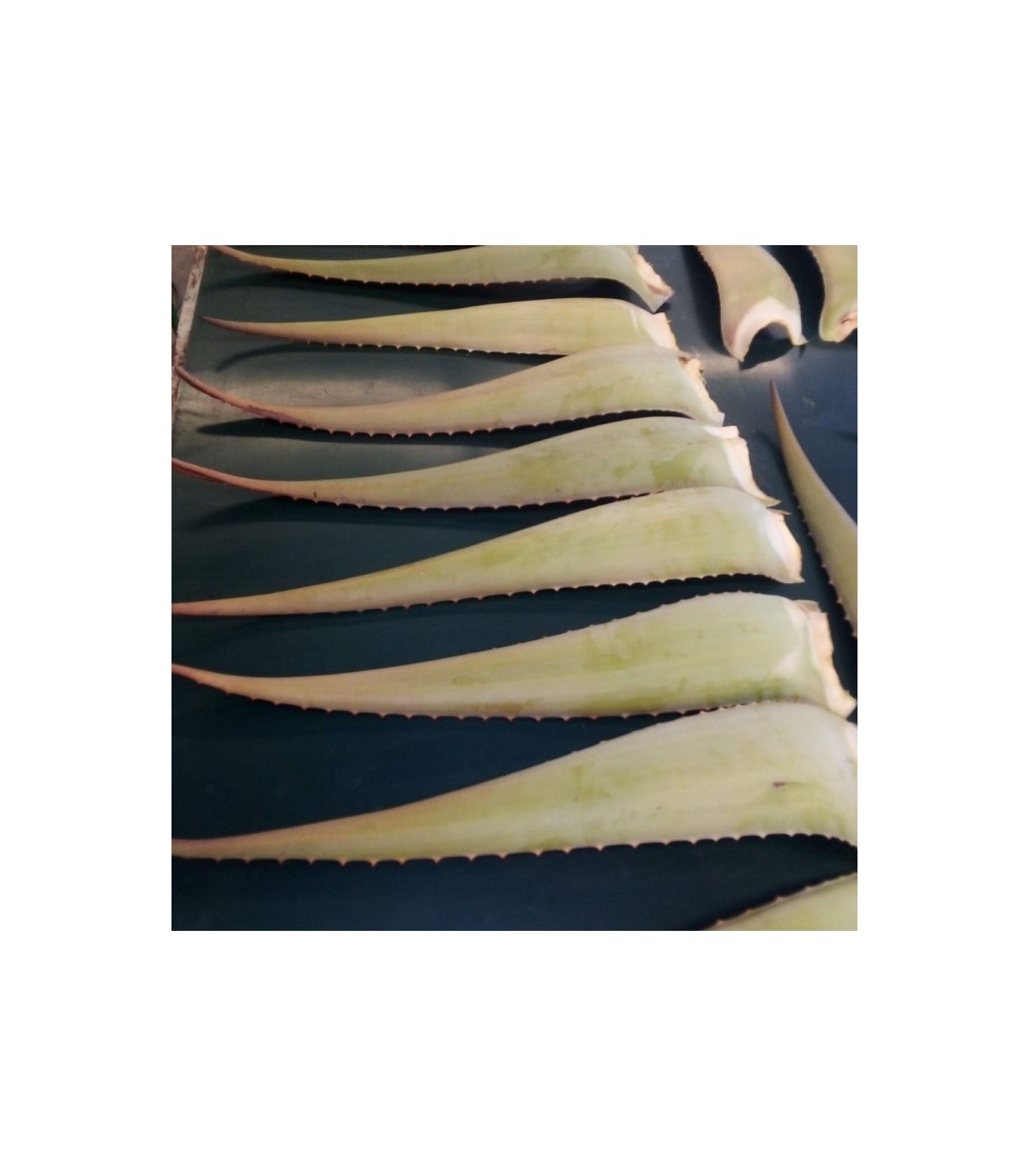 ALOE VERA BARBADENSIS hoja fresca caja 16 ud