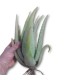 comprar hijuelos de aloe vera