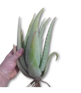 comprar hijuelos de aloe vera