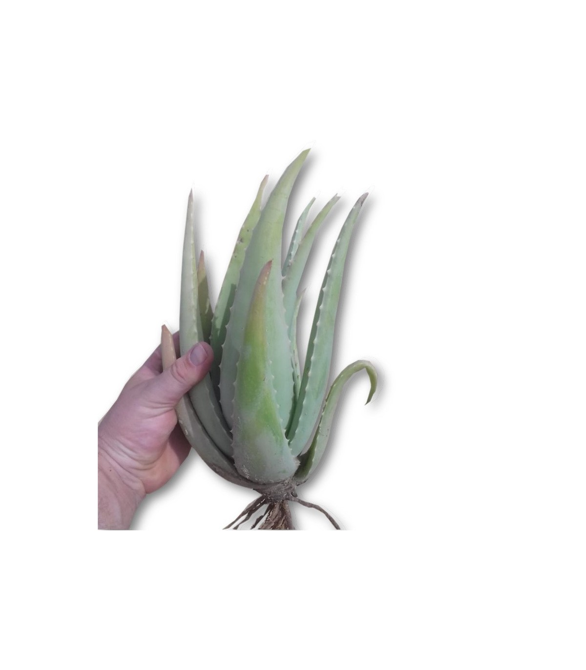 comprar hijuelos de aloe vera