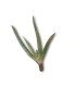 Comprar hijuelos pequeños de aloe vera