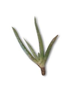 Comprar hijuelos pequeños de aloe vera