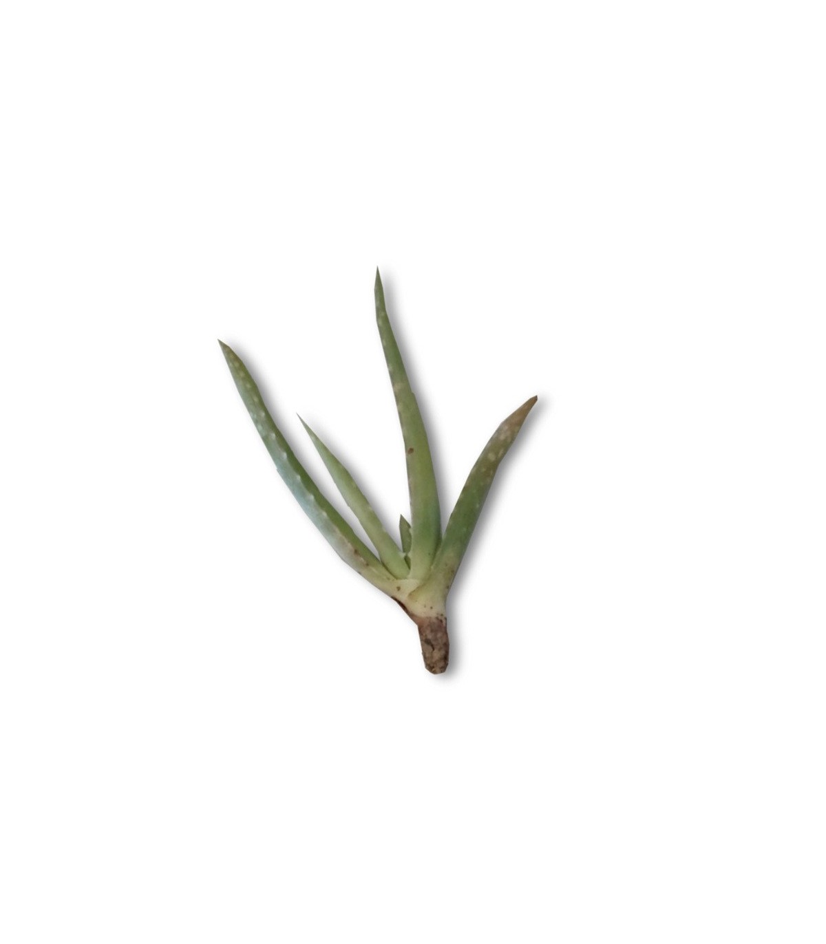 Comprar hijuelos pequeños de aloe vera