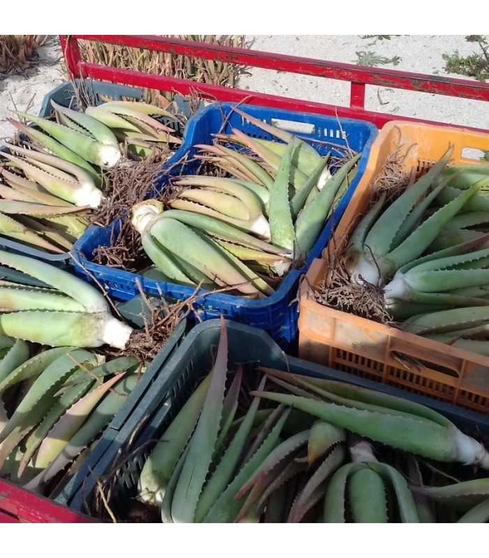 comprar hijuelos de aloe vera