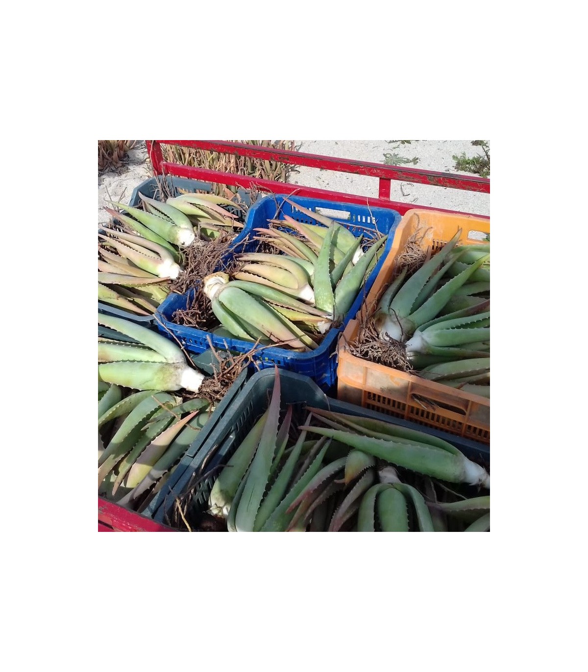 comprar hijuelos de aloe vera