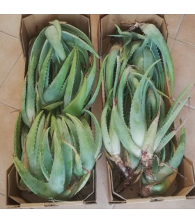 comprar hijuelos de aloe vera