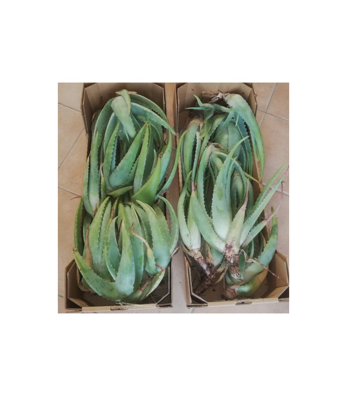 comprar hijuelos de aloe vera