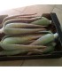 comprar hijuelos de aloe vera