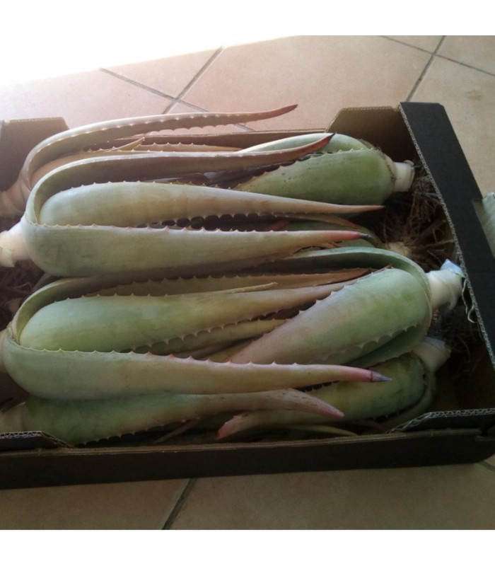comprar hijuelos de aloe vera