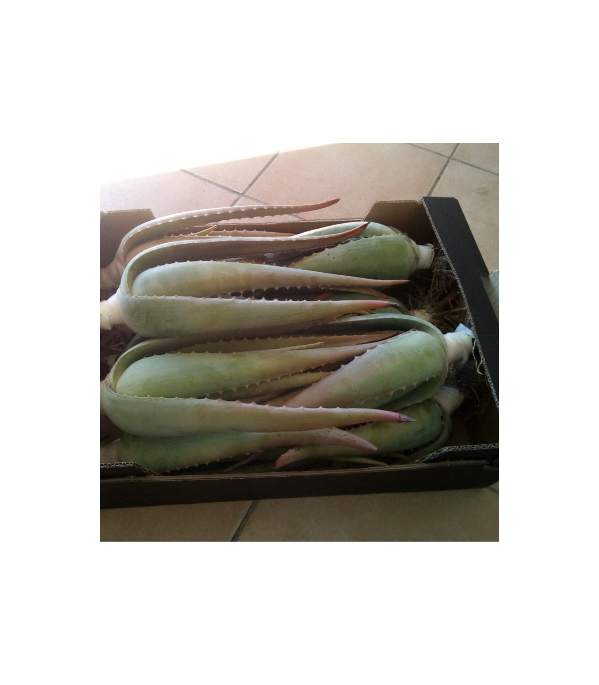 comprar hijuelos de aloe vera