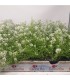 comprar aliso lobularia maritima bandeja semillero