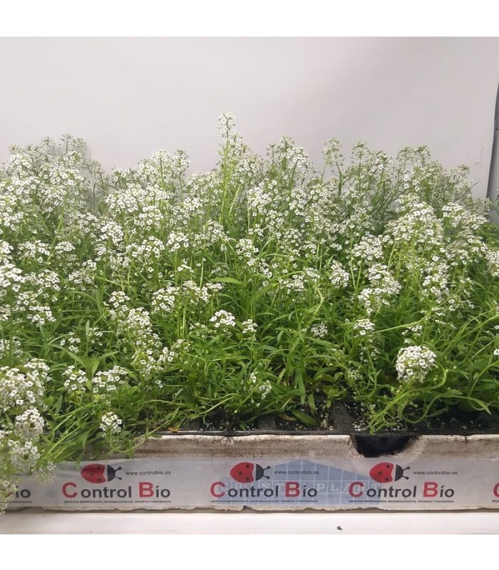 comprar aliso lobularia maritima bandeja semillero