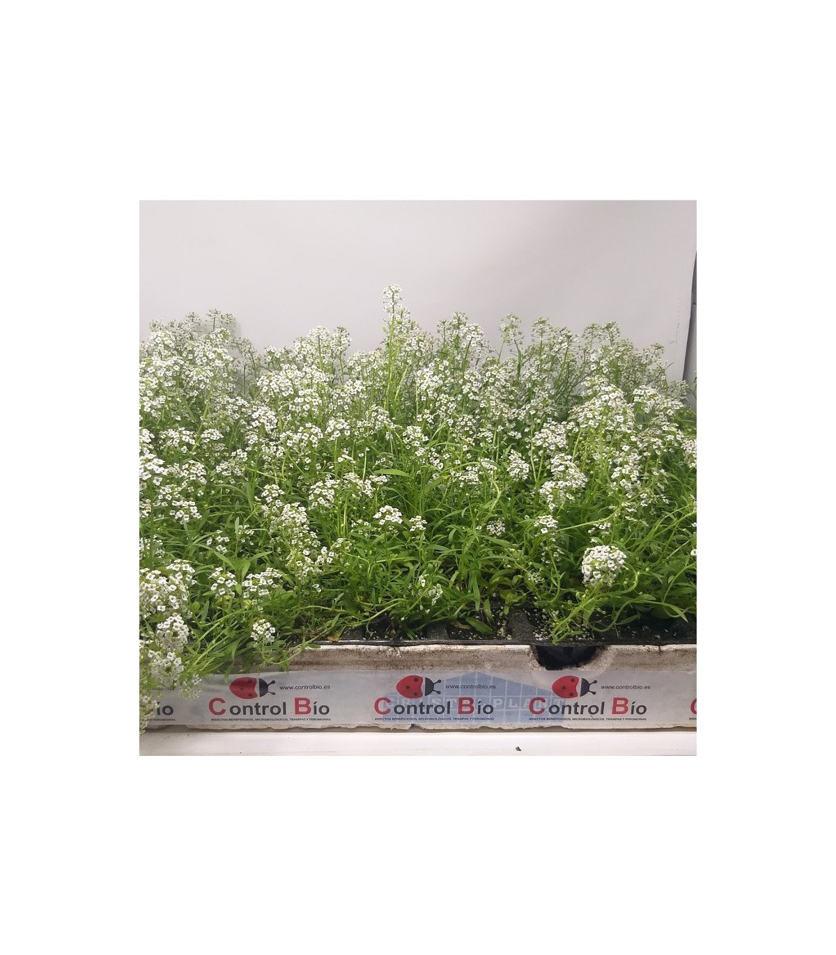 comprar aliso lobularia maritima bandeja semillero