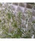 comprar aliso lobularia maritima bandeja semillero