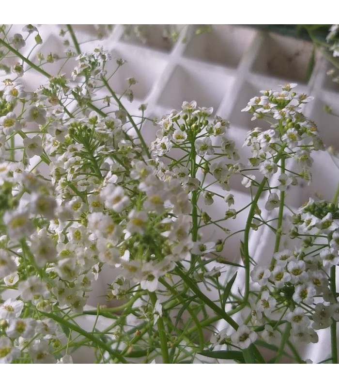 comprar aliso lobularia maritima bandeja semillero