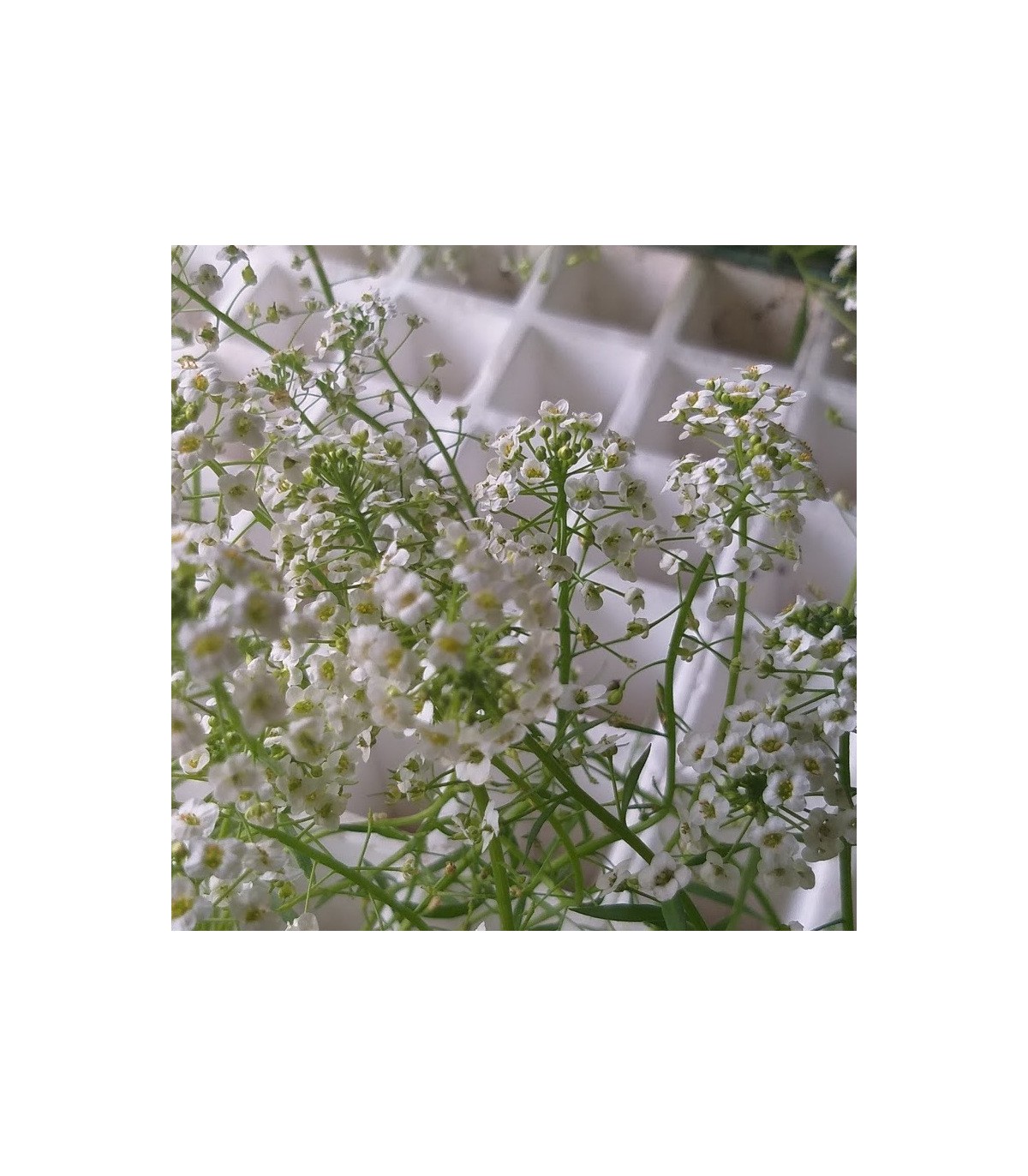 comprar aliso lobularia maritima bandeja semillero