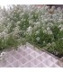 comprar aliso lobularia maritima bandeja semillero