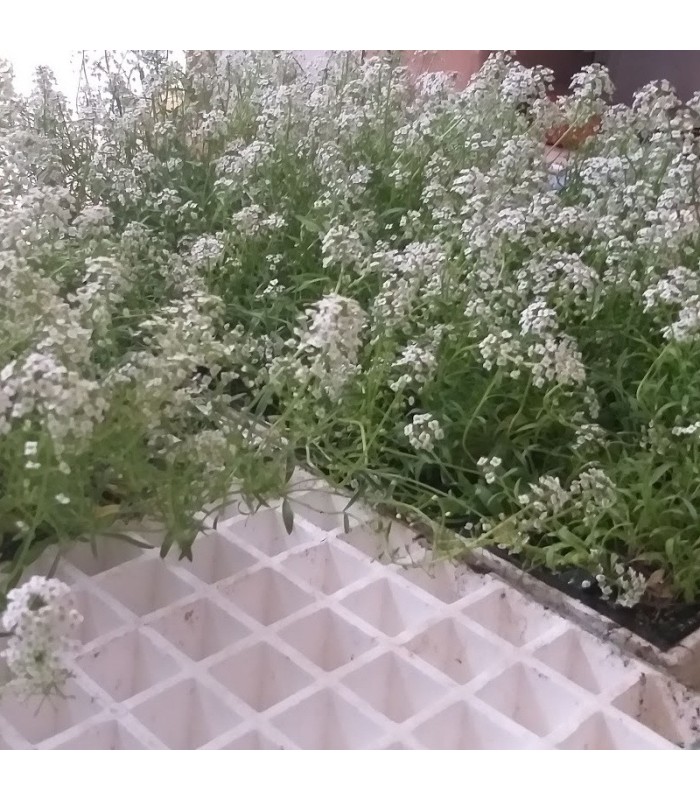 comprar aliso lobularia maritima bandeja semillero