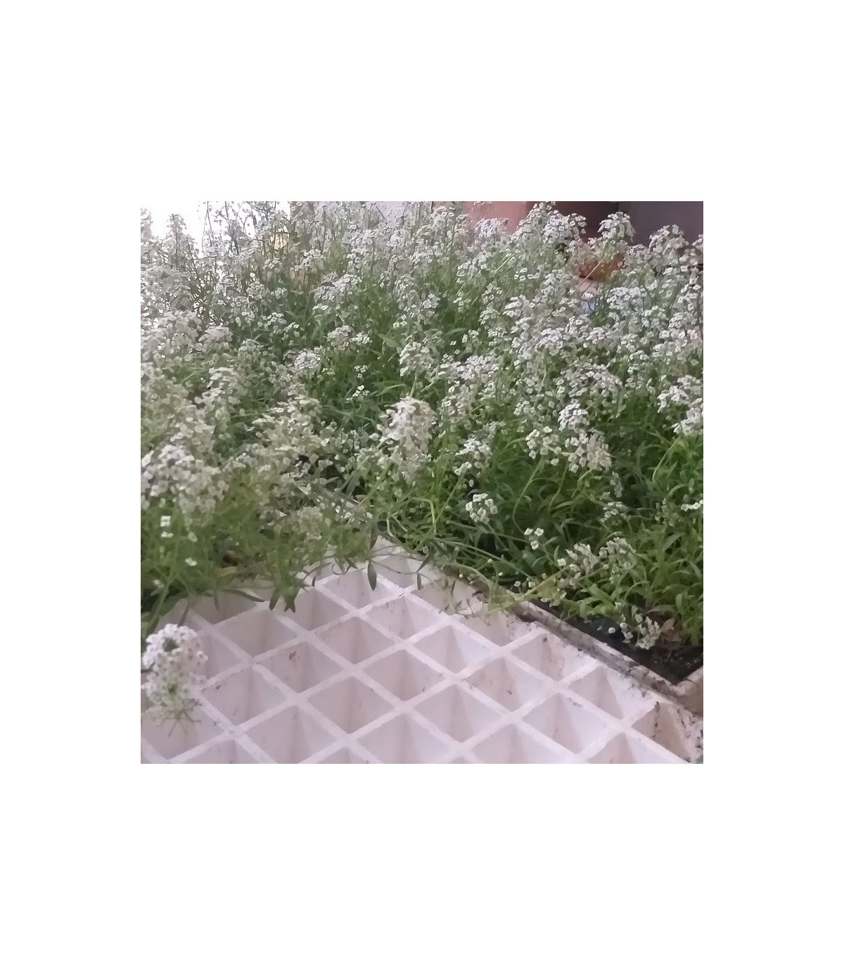 comprar aliso lobularia maritima bandeja semillero
