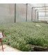 comprar aliso lobularia maritima bandeja semillero