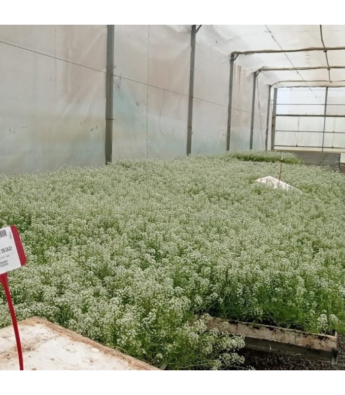 comprar aliso lobularia maritima bandeja semillero