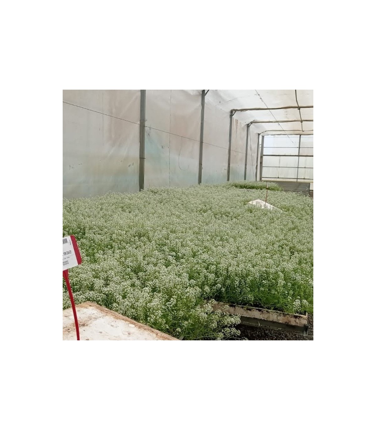 comprar aliso lobularia maritima bandeja semillero