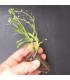 comprar aliso lobularia maritima bandeja semillero