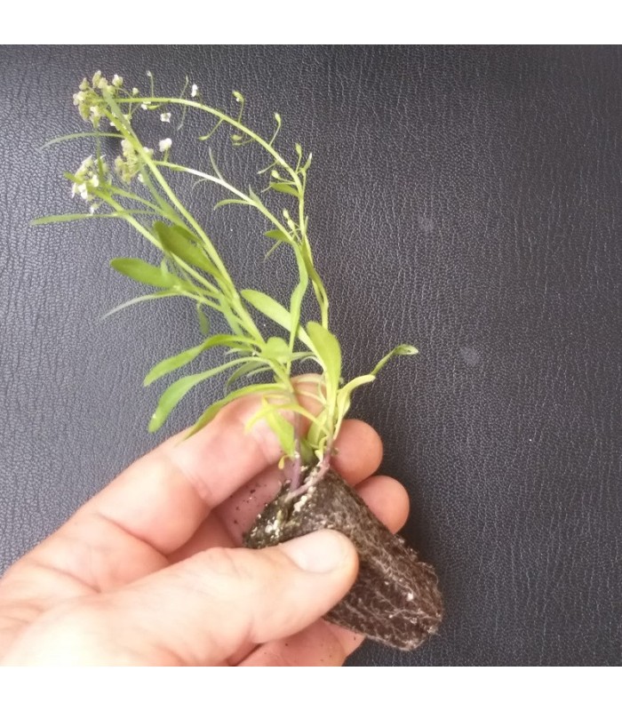 comprar aliso lobularia maritima bandeja semillero