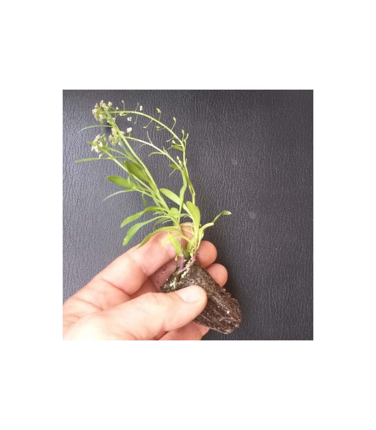 comprar aliso lobularia maritima bandeja semillero
