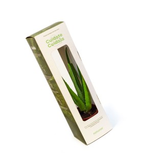 ALOE VERA  planta en estuche individual