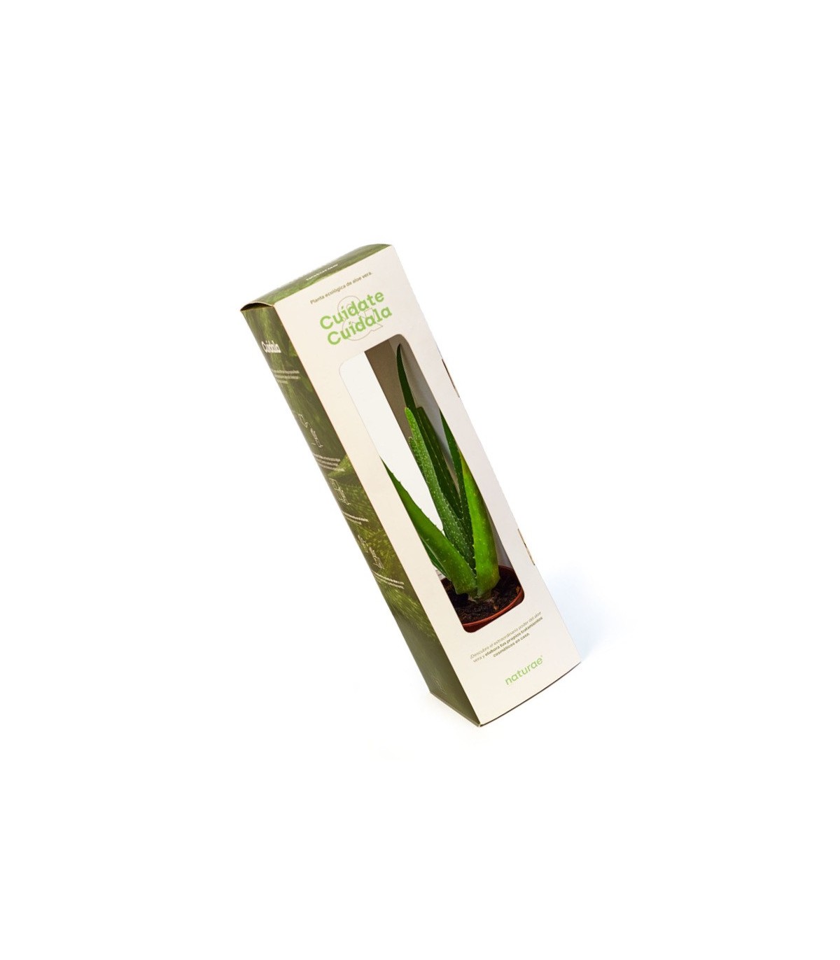 ALOE VERA  planta en estuche individual