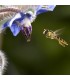 Borraja planta insectaria