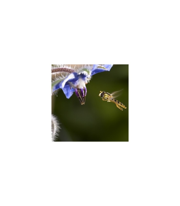 Borraja planta insectaria
