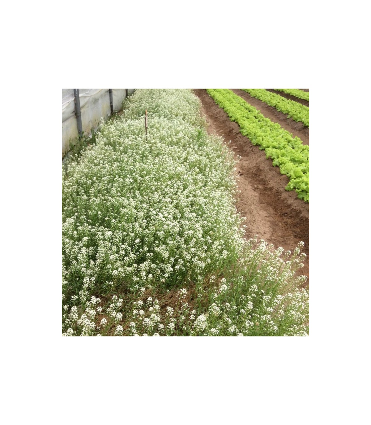 LOBULARIA MARITIMA sobre con 2500 semillas