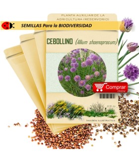 CEBOLLINO Allium shoenoprasum  semilla x 1 g
