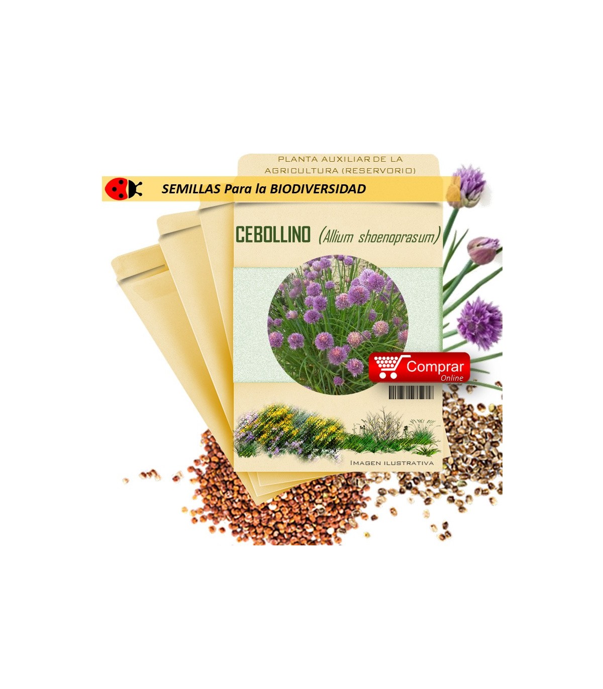 CEBOLLINO Allium shoenoprasum  semilla x 1 g