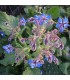 Borraja planta insectaria
