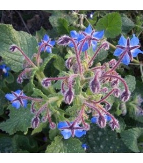 Borraja planta insectaria