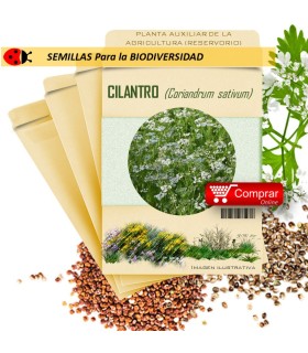 ENELDO Anethum graveolens semillas x 1 g